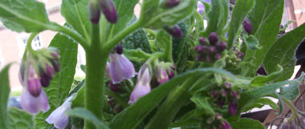 comfrey